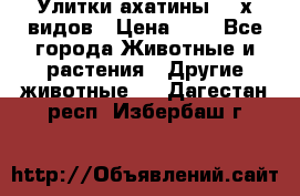 Улитки ахатины  2-х видов › Цена ­ 0 - Все города Животные и растения » Другие животные   . Дагестан респ.,Избербаш г.